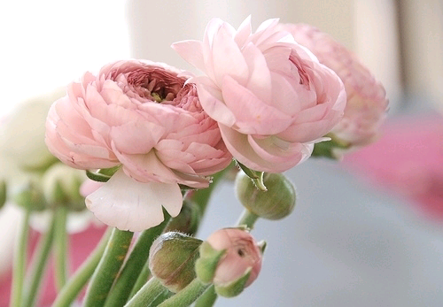  花毛茛（gèn），学名：Ranunculus asiaticus（L.）Lepech.，芹菜花，陆莲花，为毛茛科、花毛茛属多年生草本花卉。花色丰富，多为重瓣或半重瓣，花型似牡丹花，但较小，花直径一般为8cm~1ocm；叶似芹菜的叶，故常被称为芹菜花。