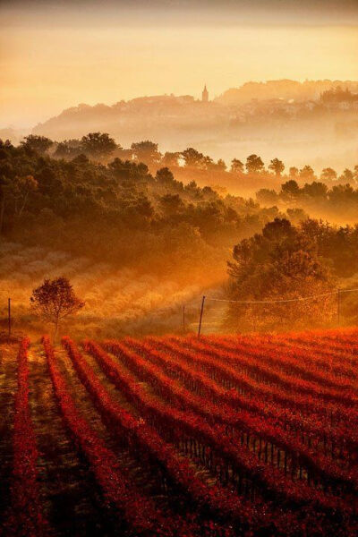 Vineyards, Umbria, Italy。翁布里亚的葡萄庄园。有着田园诗般的乡村和山野，风景如画的翁布里亚被誉为“意大利的绿色心脏”。同时这里美丽神秘的中世纪山村小镇也是令翁布里亚出名的原因之一。
