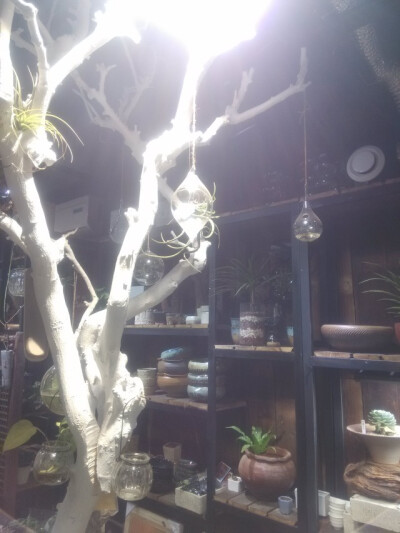 多肉植物店 光线很柔和 树很美