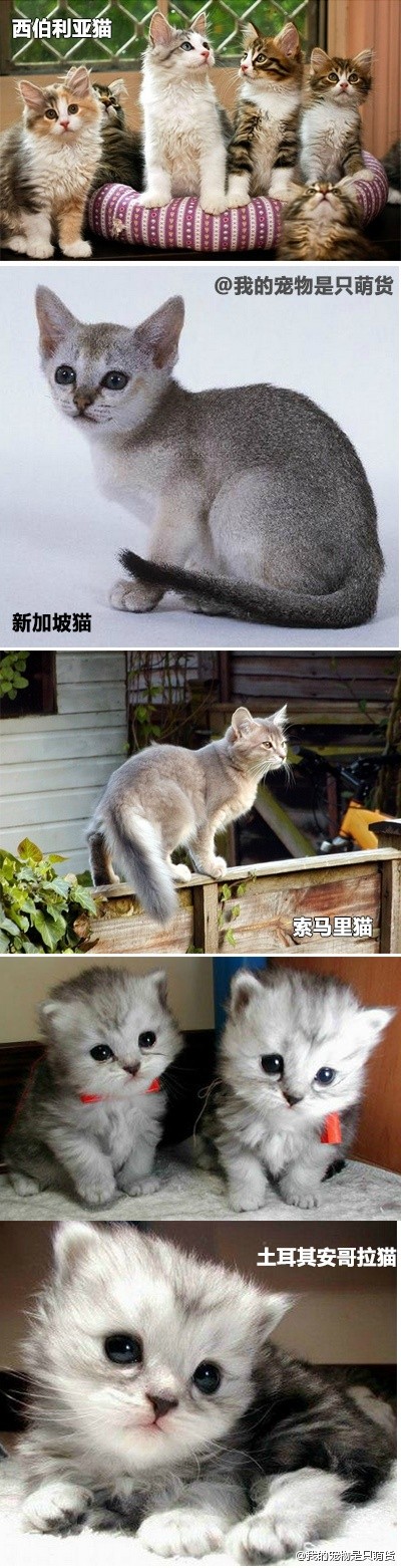 猫的品种