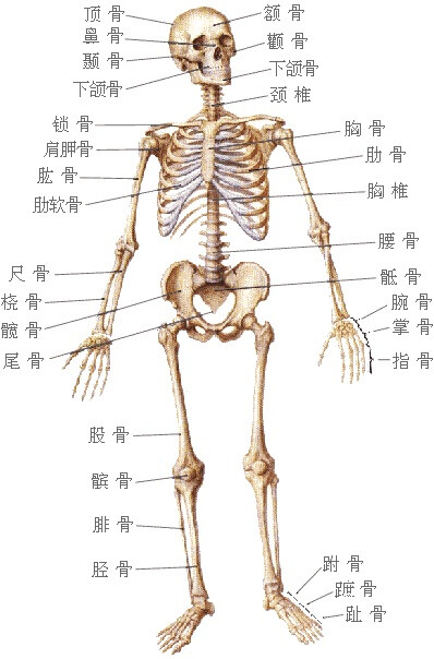 正面