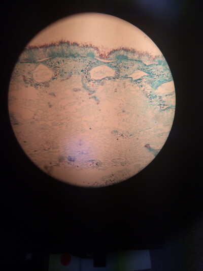 using microscope in biology class~ very beautiful