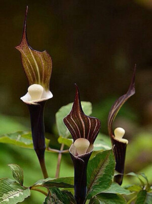 雪饼草 ，三个黑美人在跳舞。。。