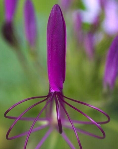 紫色蜘蛛花（学名：Silvianthus bracteatus），为茜草科蜘蛛花属下的一个种。花期春夏，果期秋冬。产于云南瑞丽、景洪、勐腊（勐仑）；生于海拔700-900米处的林下。国外分布于印度东北部、缅甸。