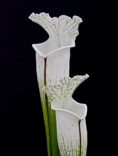瓶子草属（学名：Sarracenia）是食虫植物，共有9种和众多的亚种、变种及人工培育的品种。都是草本植物，瓶子草的叶子非常奇特而有趣，有的呈管状，有的呈喇叭状，还有的呈壶状，人们就以“瓶”为名，统称它们为瓶子…