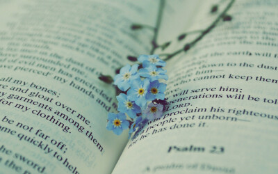 【中岛穗】我的书中夹着你最爱的蓝色小花儿