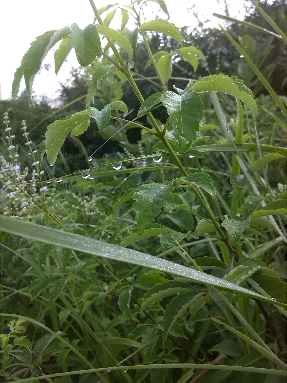 清晨，那一滴滴露水，城市中什么时候变得见不到了呢？