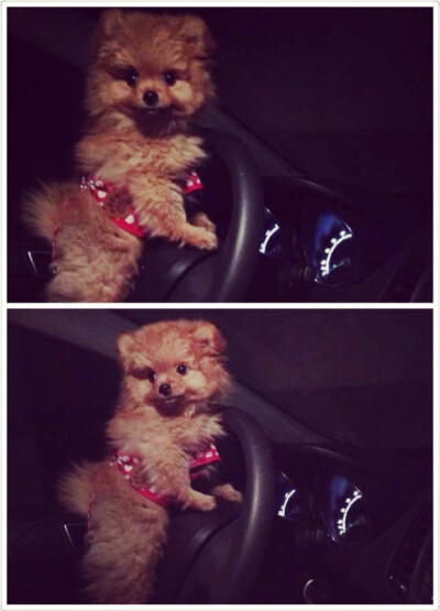 司机球球，请慢慢开哦～拜托啦～