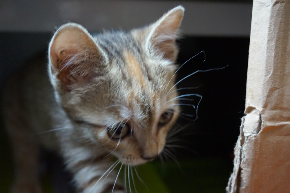 起名叫tiger，是因为这位小朋友长着一身虎纹，且走起路来外八字，头放低，肩耸起，一付老虎下山觅食的威风劲，但是平常更爱颠着走，是只井虎~