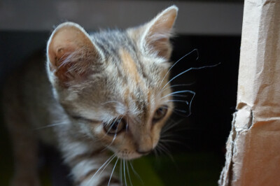 起名叫tiger，是因为这位小朋友长着一身虎纹，且走起路来外八字，头放低，肩耸起，一付老虎下山觅食的威风劲，但是平常更爱颠着走，是只井虎~