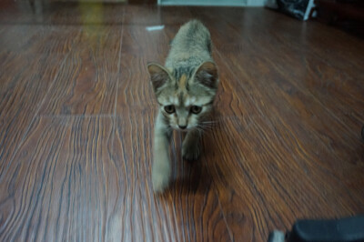 国产的小土猫，不是任何品种，但是对我们来说任何猫都不能与它相比，每晚它都一起枕着我的枕头睡，和它说话会嗯嗯啊啊的回答你，我们回到家打开门，总看见它躲在门后迎接。