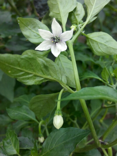 辣椒开的花 还是蛮漂亮哒