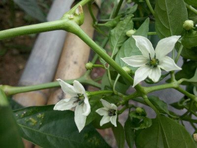 辣椒开的花 还是蛮漂亮哒