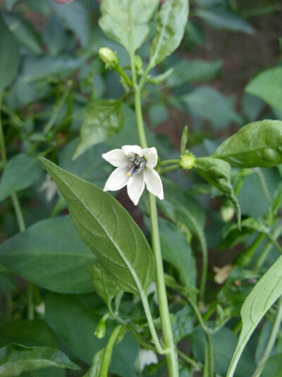 辣椒开的花 还是蛮漂亮哒