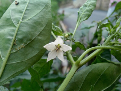 辣椒开的花 还是蛮漂亮哒