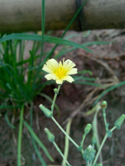 蚊子走开... 放过我的花