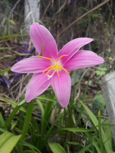 喝坝坝茶的时候发现的 在山坡上