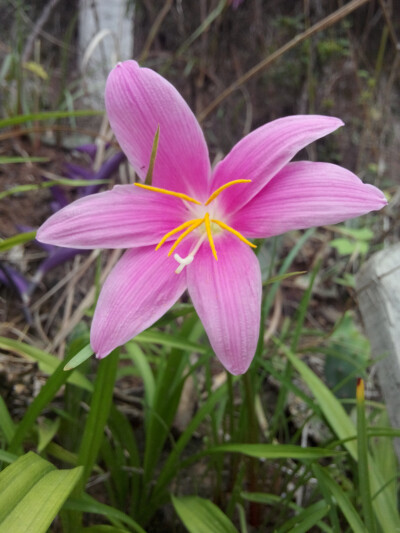 喝坝坝茶的时候发现的 在山坡上