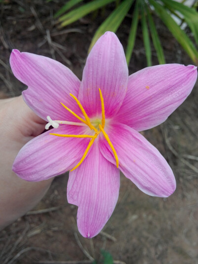 被一个小盆友无情的摘了