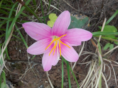 喝坝坝茶的时候发现的 在山坡上