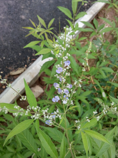 黄荆棍下出好人 小时候我就被它打过