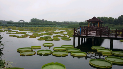 苏州荷塘月色湿地公园的亚马逊王莲