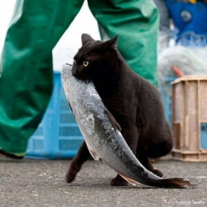 这是我的鱼！谁敢动嘴！