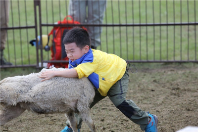 杨阳洋抓羊