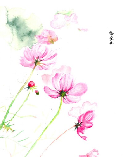 格桑花