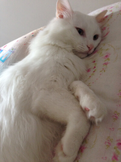 我猫猫