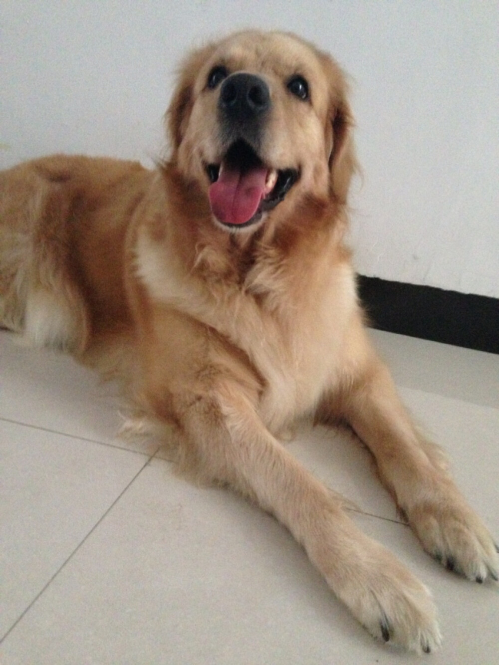 它狗狗