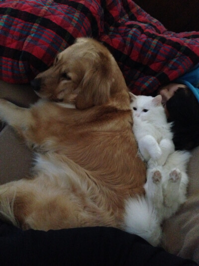 我猫猫和它狗狗