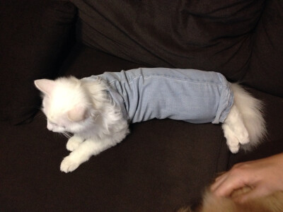 穿裤腿的猫猫