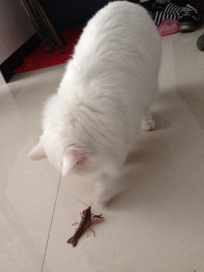 小龙虾对战我猫猫