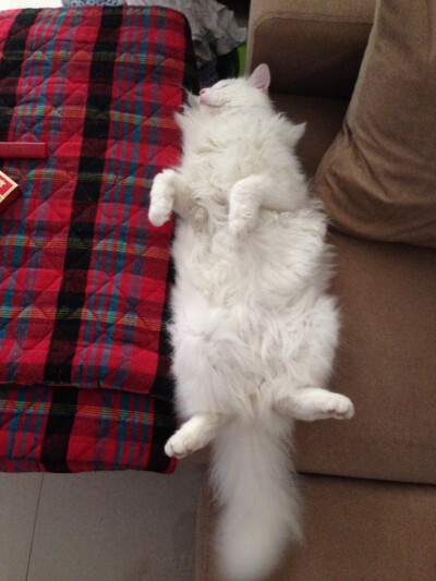 猫猫睡了