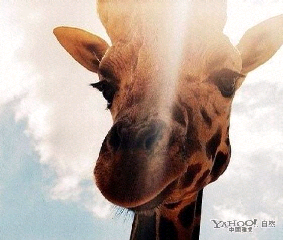 并不是有一天我不再叫长颈鹿我就不会哭