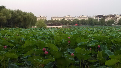 荷花池公园 盛夏开满了荷花，很美