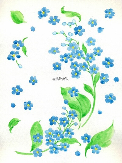 【植物的印象笔记】勿忘我（forget-me-not）。轮生聚伞花序，画得有一点点不到位。。。