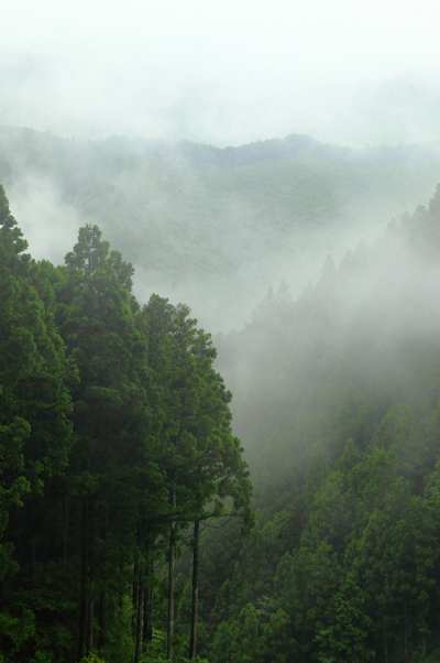 SA家 壁纸 素材 山林 深山 雾