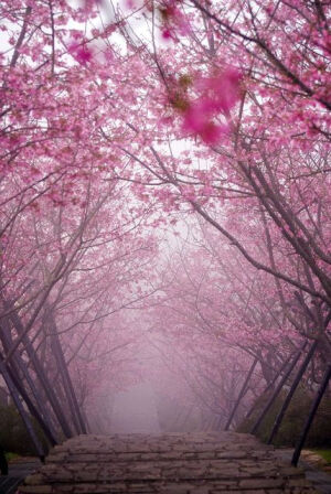 Cherry Blossom Path, Lugu, Nantou, Taiwan。台湾南投樱花盛开。