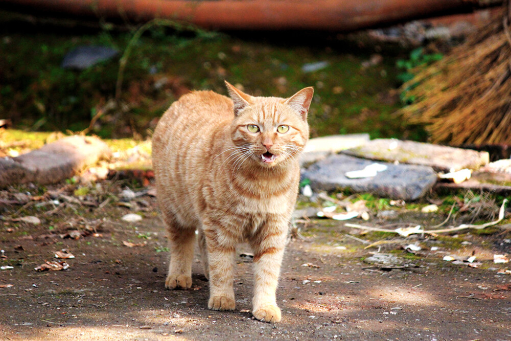 动物摄影 喵星人 喵咪 猫