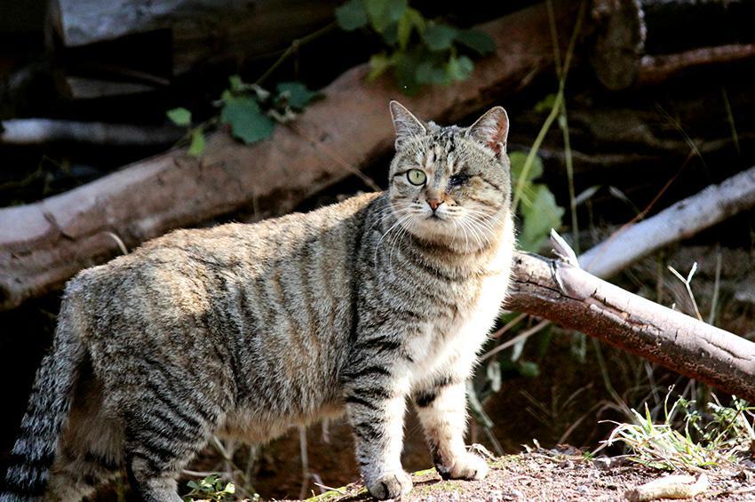 喵星人 黑猫 花猫