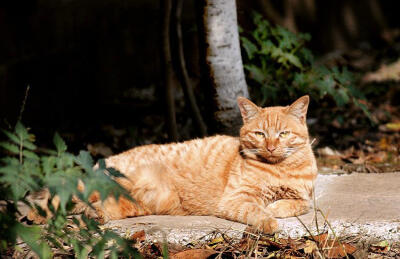 黄猫 懒猫 猫星人 可爱猫咪 摄影