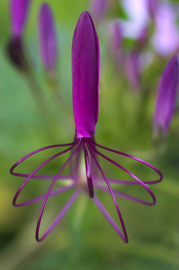 紫色蜘蛛花