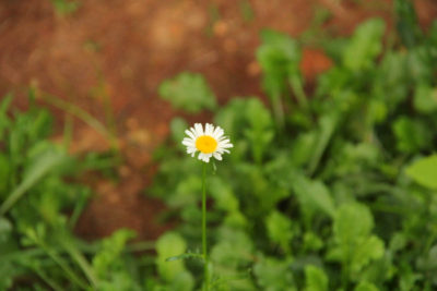 雏菊