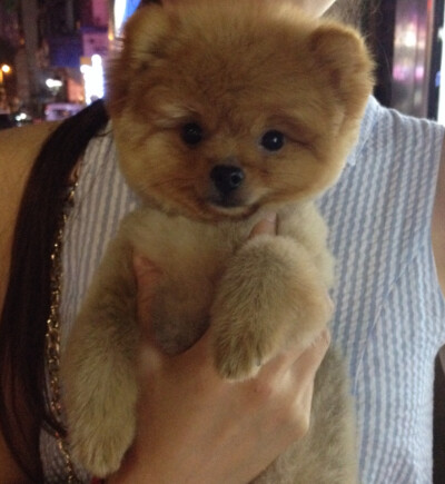 毛孩子变身啦～肉叽叽的小宝贝