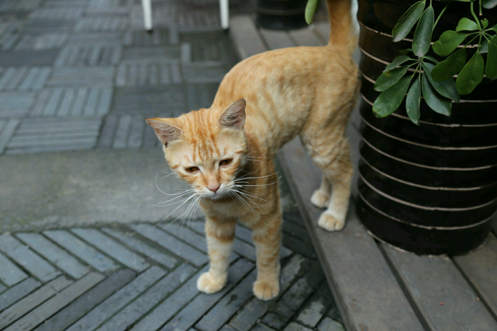 巷子里遇到的一只猫，感觉很有范