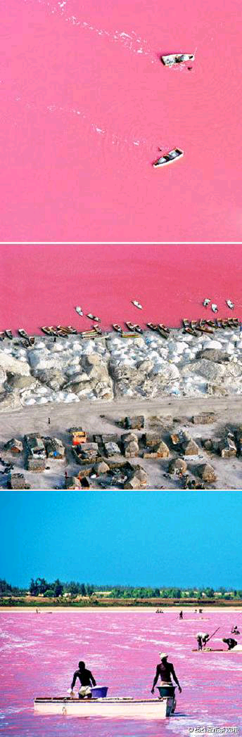 【玫瑰湖，塞内加尔】 塞内加尔的玫瑰湖（Lake Retba），一片令人沉醉的粉红。湖中有嗜极菌，这种生活在各种极端恶劣环境下的喜盐生物在盐分浓度高达每升水含80—300克盐的盐湖中旺盛生长。正是因为这些奇异的小生物，才产生了玫瑰湖绮丽的颜色，浪漫的情调。〈总有一天，我会征服全世界〉