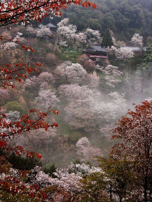 Cherry blossoms in full bloom at Mount Yoshino, Nara, Japan.日本奈良吉野山樱花。