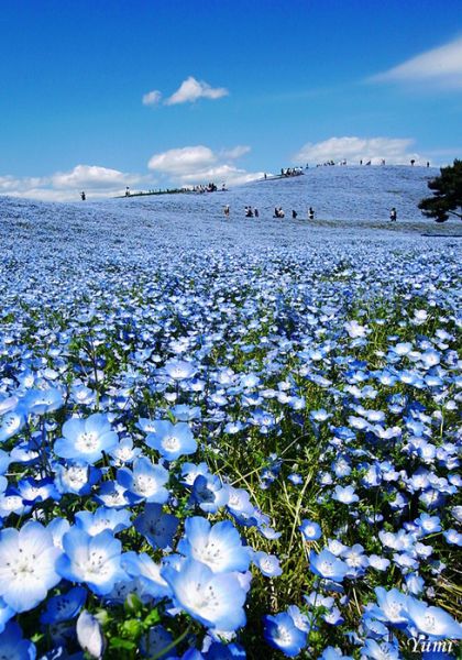 Hitachi Seaside Park, Japan。日本日立海滨公园。位于日本茨城县的HitachiSeasidePark分为休息娱乐区以及花园区。由于日本四季分明，花园区域的大片原野也随着季节更迭，绽放不同种类的花朵，美丽壮观的景象令人惊叹！